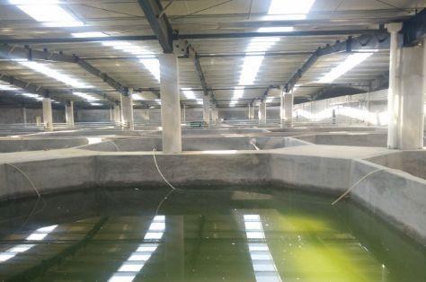 水产养殖漆工厂化循环水养殖的关键配置